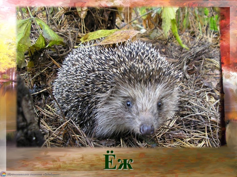 Под дубочком,  Под листочком Свился, скрючился     клубочком... Ёж